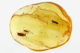 Detailed Fossil False Flower Beetle and Fungus Gnat in Baltic Amber #307620-1